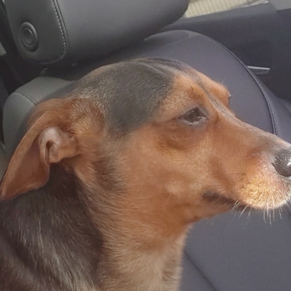 Meet your Posher, Ty - Picture 1 of 1